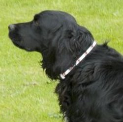 led dog collar picture