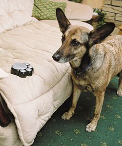 Pet Trainer picture
